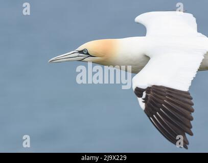 Gannet en vol au large des falaises de RSPB Bempton Cliffs. Yorkshire de l'est. Morus bassanus Banque D'Images