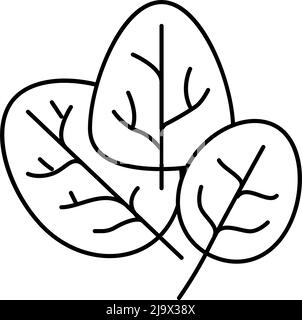 illustration vectorielle de l'icône représentant une plante épinard Illustration de Vecteur