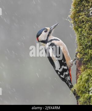 Grand pic à pois masculin sous la pluie. Écosse, Royaume-Uni. Dendrocopos Major Banque D'Images