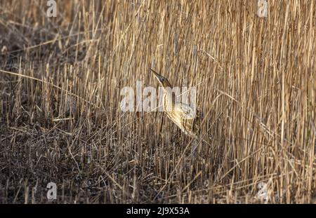 Bittern dans un lit reedbed, Far ings, West Yorkshire. Botaurus stellaris Banque D'Images