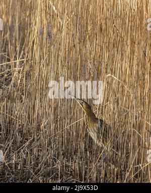 Bittern dans un lit reedbed, Far ings, West Yorkshire. Botaurus stellaris Banque D'Images