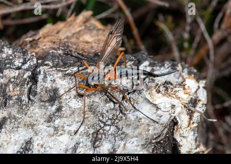 Ichneumon Wasp, une espèce de guêpe solitaire, Royaume-Uni, au cours du mois de mai Banque D'Images