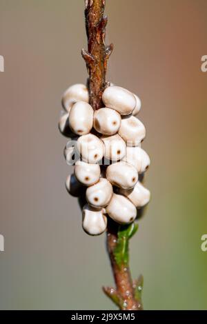 Œufs de papillon de l'empereur (Saturnia Pavonia ova) sur la tige de bruyère, Suurey Heathland, Angleterre, Royaume-Uni Banque D'Images