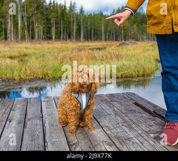 Femme chien d'entraînement au parc. Commande SIT. Photo de rue, mise au point sélective. Chien de Cavapoo dans le parc, mixte, race de cavalier King Charles et Banque D'Images