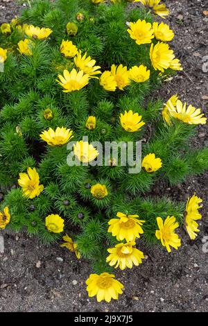 Adonis vernalis ou plante verte de printemps de faisan avec des fleurs jaunes. Plantes médicinales Banque D'Images