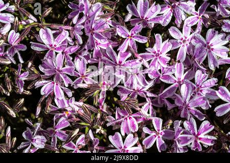 Phlox rampant ou Phlox de mousse (Phlox sususululata ‘bande de bonbons’) Banque D'Images