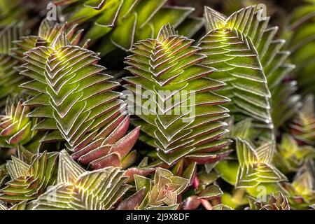 Feuilles des flammes rouges, Pagode rouge ou usine de feu de camp (Crassula capitella) Banque D'Images