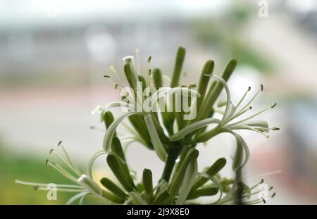 Plante sansevieria en fleur sur l'étagère Banque D'Images