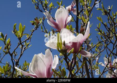 Les fleurs de Magnolia fleurissent sur un fond bleu ciel Banque D'Images