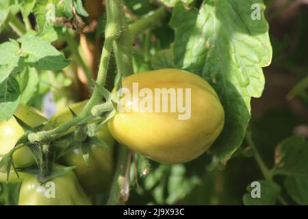 Tomates vertes et orange poussant sur une plante dans un jardin de cuisine à Nieuwerkerk Banque D'Images