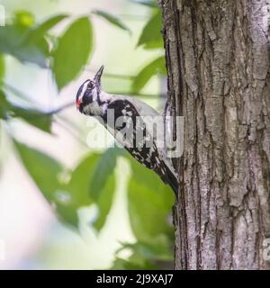 Pic mâle vers le bas (Dryobates pubescens) avec sa proie. Chesapeake et le parc historique national de l'Ohio. Maryland. ÉTATS-UNIS Banque D'Images