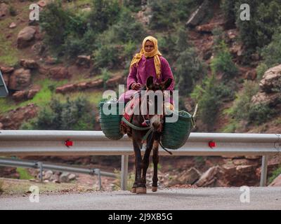 Berber femme à cheval d'un âne, ait Blal, province d'azilal, chaîne de montagnes de l'Atlas, maroc, afrique Banque D'Images