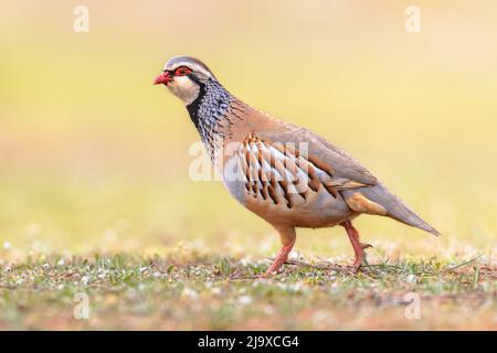 Le Partridge à pattes rouges (Alectoris rufa) est un oiseau de jeu de la famille Pheasant. Cet oiseau est élevé pour le tir, et vendu et mangé comme jeu. Scène de la faune Banque D'Images