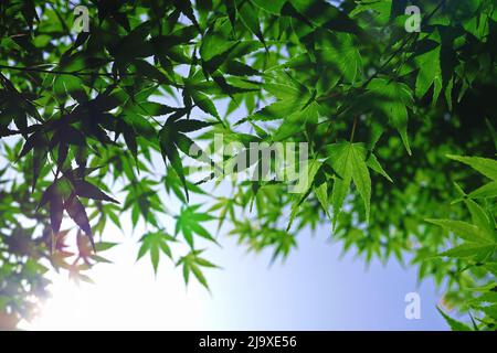 Feuilles d'érable vert frais qui se chevauchent comme une canopée sous le ciel bleu clair Banque D'Images