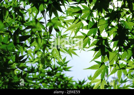 Feuilles d'érable vert frais qui se chevauchent comme une canopée sous le ciel bleu clair Banque D'Images