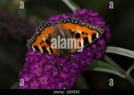 Petit papillon Tortoiseshell sur Purple Budldlia Aglais urticae Banque D'Images