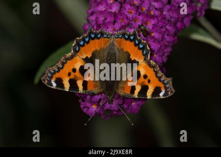 Petit papillon Tortoiseshell sur Purple Budldlia Aglais urticae Banque D'Images