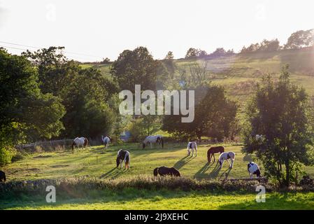 Chevaux et poneys paître dans un champ du Yorkshire du Sud lors d'une soirée de printemps Banque D'Images