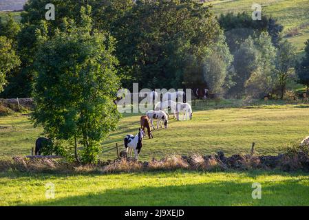 Chevaux et poneys paître dans un champ du Yorkshire du Sud lors d'une soirée de printemps Banque D'Images