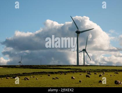 Les moutons se broutent dans les champs sous les éoliennes lors d'une journée de printemps trouble Banque D'Images