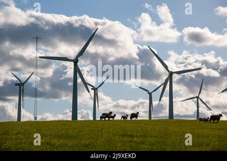 Les moutons se broutent dans les champs sous les éoliennes lors d'une journée de printemps trouble Banque D'Images