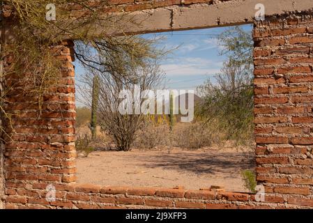 Vue à travers une fenêtre ouverte dans une maison abandonnée sur l'aride désert de Sonoran dans le nord du Mexique. À l'extérieur de la fenêtre se trouvent des cactus de cardon Banque D'Images