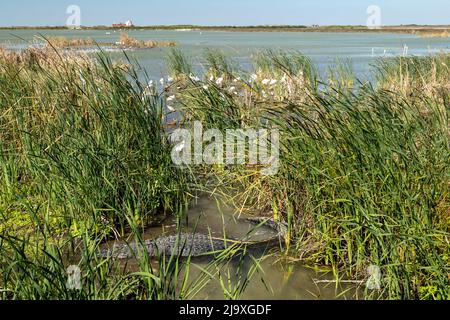 Alligator américain, Alligator mississippiensis, dans l'eau près des roseaux et des oiseaux, par une journée ensoleillée à Port Aransas, Texas. Banque D'Images