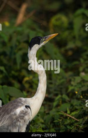 Héron à col blanc, Ardea cocoi, zone humide du Pantanal, Mato Grosso, Brésil. Banque D'Images