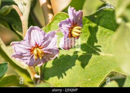 Gros plan de fleurs d'aubergine (Solanum melongena) Banque D'Images