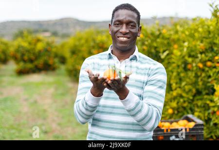 Homme satisfait montrant des mandarines récoltées Banque D'Images