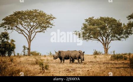 Deux rhinocéros blancs sont situés dans le parc national Kruger, en Afrique du Sud Banque D'Images