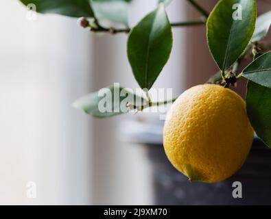 Gros plan d'un citron qui pousse sur un citronnier en pot à l'intérieur. Banque D'Images