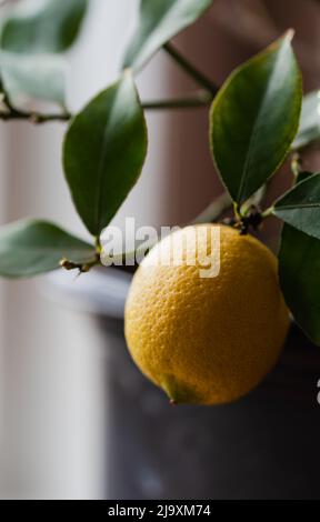 Gros plan de citron poussant sur le citronnier en pot à l'intérieur. Banque D'Images