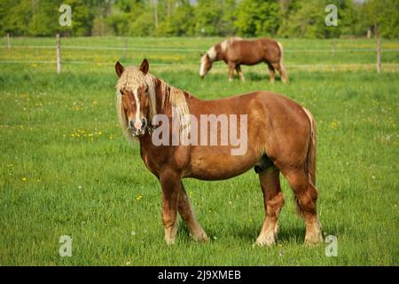 Un raton de cheval Flaxen Chestnut Male Stallion Colt regarde vers Camera tout en paissant dans le pâturage Banque D'Images