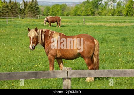 Un raton de cheval Flaxen Chestnut Male Stallion Colt regarde vers Camera tout en paissant dans le pâturage Banque D'Images