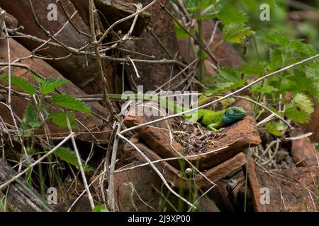 Grand lézard vert européen Lacerta viridis bains de soleil le matin sur les ruines d'une vieille tuile. Gros plan, mise au point sélective Banque D'Images