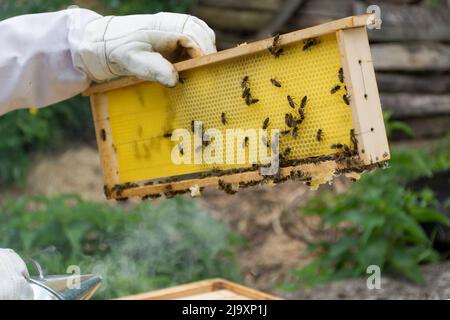 Une main de gardien d'abeilles dans des gants de protection tient un cadre de miel avec des rayons de miel et des abeilles le jour de printemps dans l'apiaire. Concept d'apiculture. Gros plan, sélectif Banque D'Images