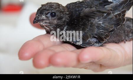 Bébé poussette sur la paume de la main. Un bébé oiseau qui est tombé du nid et a été élevé par un homme Banque D'Images