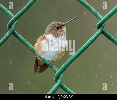 Colibri femelle du volcan (Selasphorus flamula), colibri endémique perché sur une clôture dans les hautes terres de Talamanca au Costa Rica Banque D'Images