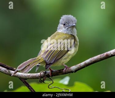 Moucherolle jaune d'olive (Tolmomyias sulfurescens) perché sur une branche du Costa Rica Banque D'Images