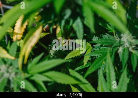 Gros plan sur les bourgeons, les feuilles et les trichomes du cannabis Banque D'Images
