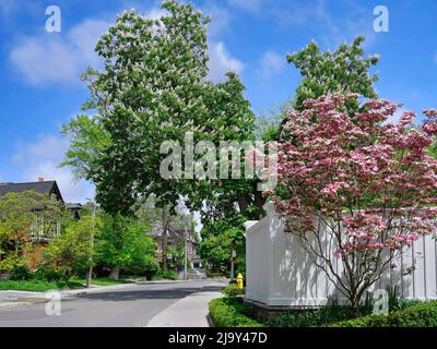 Rue résidentielle avec arbres fleuris au printemps, châtaignier et cornouiller rose Banque D'Images