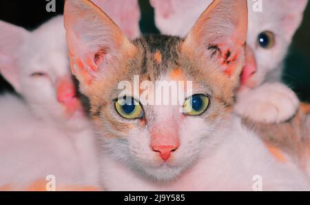 vue rapprochée de la famille de chats, race de chats de l'inde Banque D'Images