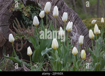 Tulipes blanches fleurir dans le jardin - concept pour les soins Banque D'Images