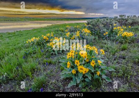 Lever de soleil au-dessus de Henry's Fork, Snake River, fleurs printanières, pittoresque, Harriman State Park, Island Park, comté de Fremont, Idaho, États-Unis Banque D'Images