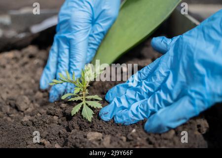 Les mains des femmes en gants de protection plantent des plants de légumes dans le sol dans le jardin de près. Les mains de l'agriculteur arroser soigneusement les semis pour aller Banque D'Images