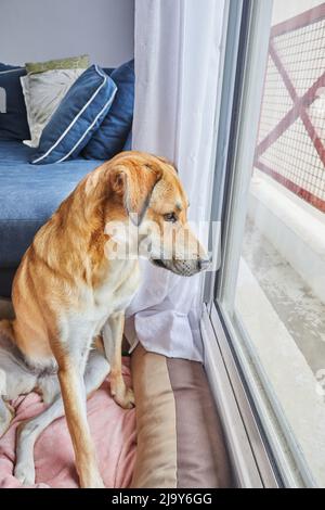 Un joli chien rouge aux yeux tristes se trouve à sa place sur le lit pour chien et regarde depuis longtemps la fenêtre de la rue. Banque D'Images