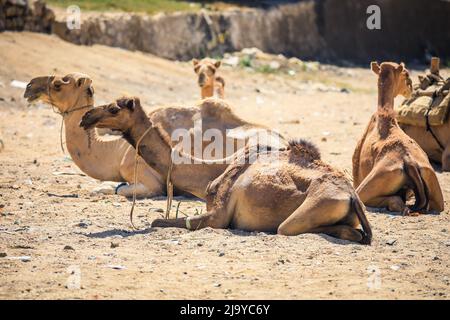 Grand groupe de chameaux africains sur le marché des animaux à Keren, Erythrée Banque D'Images