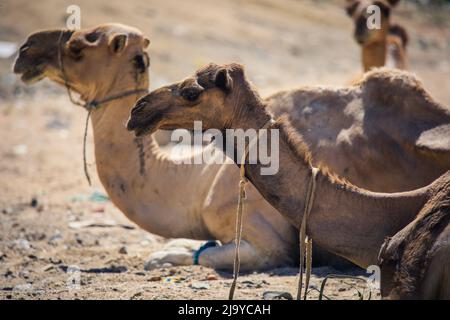 Grand groupe de chameaux africains sur le marché des animaux à Keren, Erythrée Banque D'Images