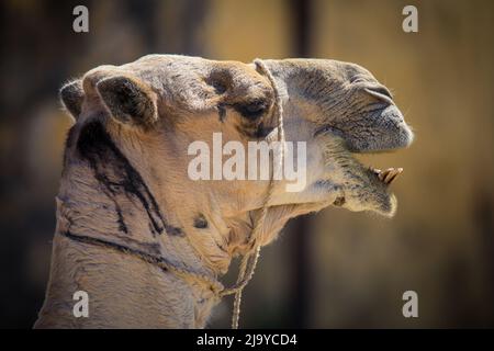 Grand groupe de chameaux africains sur le marché des animaux à Keren, Erythrée Banque D'Images